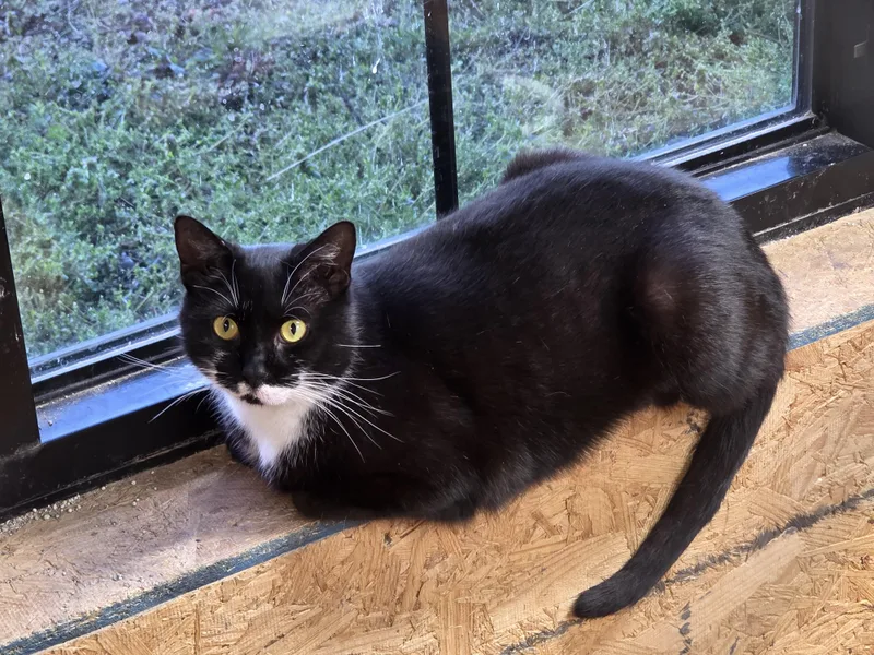 An adult medium-sized female Black & White / Tuxedo Tuxedo cat named Mable for adoption in Richmond, VA