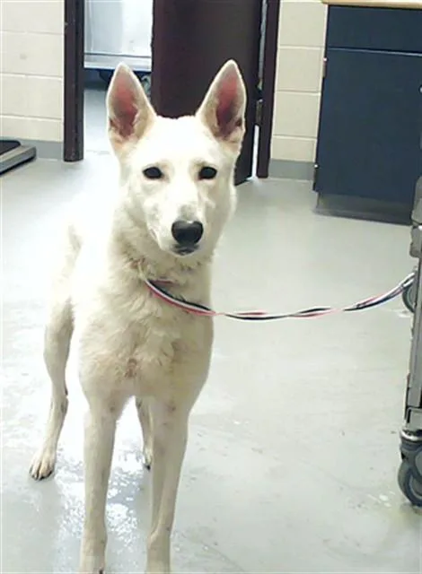 A young large-sized female German Shepherd Dog dog named Maeve for adoption in Fayetteville, NC