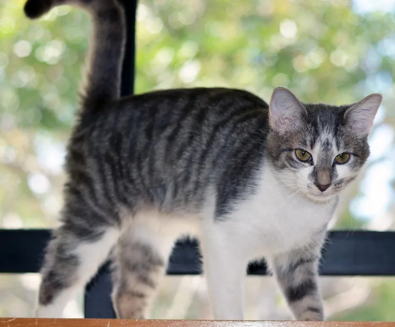 A young medium-sized male Tabby (Gray / Blue / Silver) Tabby cat named Babadook for adoption in San Clemente, CA
