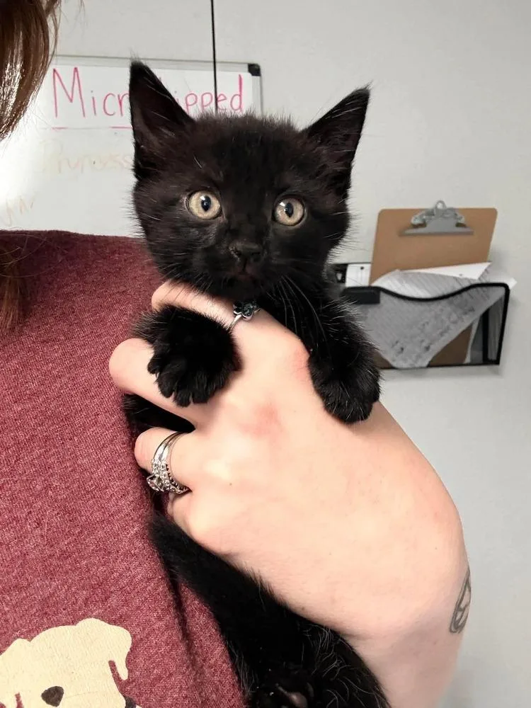 A baby small-sized female Black Domestic Short Hair cat named Ivy for adoption in Bolivar, MO