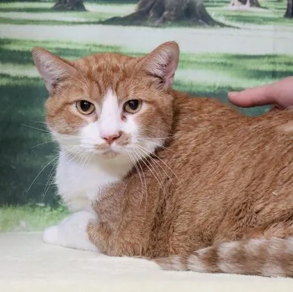 An adult large-sized male Domestic Short Hair cat named Richie for adoption in West Chester, PA