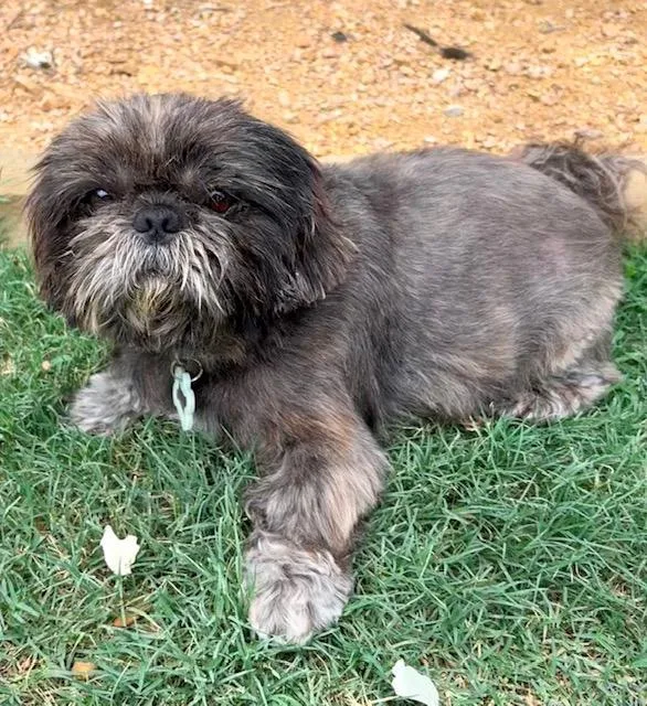 An adult small-sized male Shih Tzu dog named Gizmo for adoption in Southlake, TX