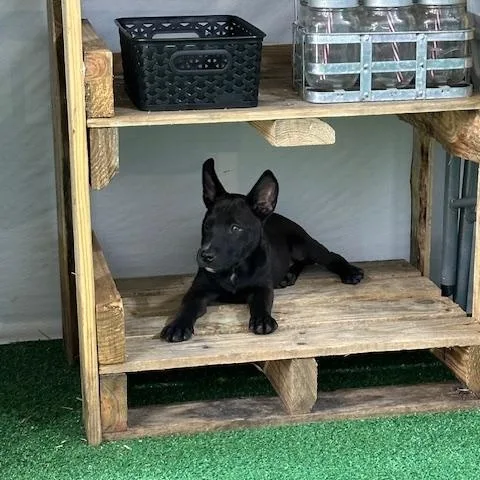 Tito