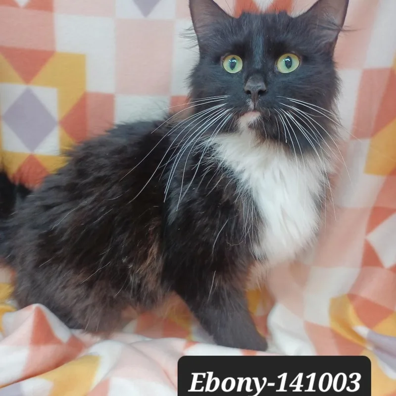 An adult small-sized female Domestic Short Hair cat named Ebony for adoption in New Tazewell, TN