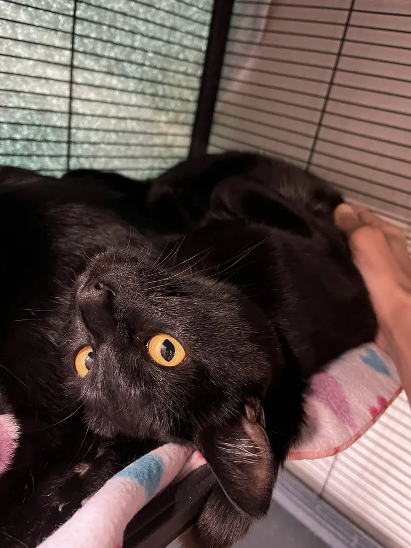 A baby medium-sized female Black Bombay cat named Sally for adoption in Walnut Creek, CA