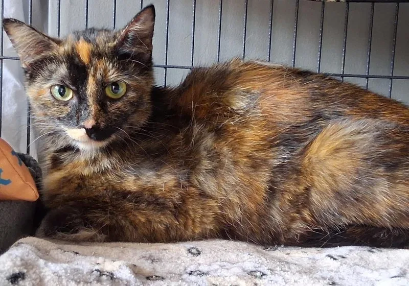 An adult medium-sized female Domestic Short Hair cat named Biscotti for adoption in Dickson, TN