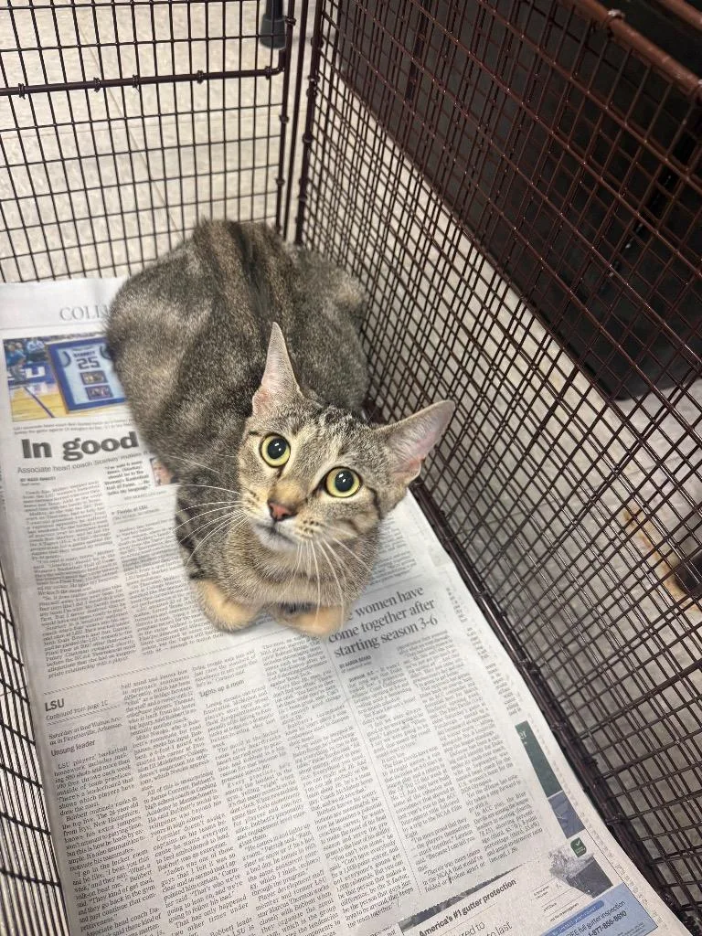 A young medium-sized female Domestic Short Hair cat named Sorbet for adoption in Sorrento, LA