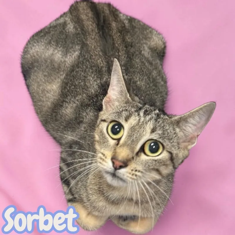 Sorbet thumbnail 2