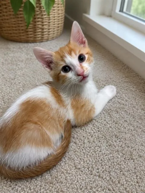 A baby small-sized male Domestic Short Hair cat named Copper for adoption in Statesville, NC