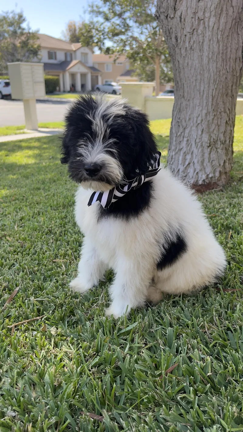A young large-sized female Harlequin Sheepadoodle dog named Oreo for adoption in Chula Vista, CA