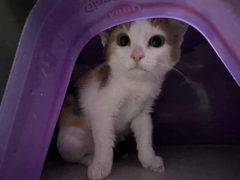 A young small-sized female Calico Domestic Short Hair cat named Pumpkin Spice for adoption in Webster City, IA