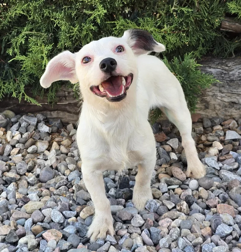 A young small-sized female White / Cream Rat Terrier dog named Lil Ms Betty for adoption in Albuquerque, NM