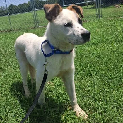 An adult medium-sized female Mixed Breed dog named Honesty for adoption in Merriam, KS