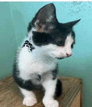 A baby small-sized male Domestic Short Hair cat named Jasper for adoption in Largo, FL
