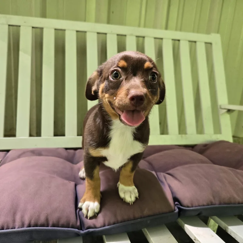 A baby medium-sized female Brown / Chocolate Corgi dog named Polly for adoption in Mansfield, TX