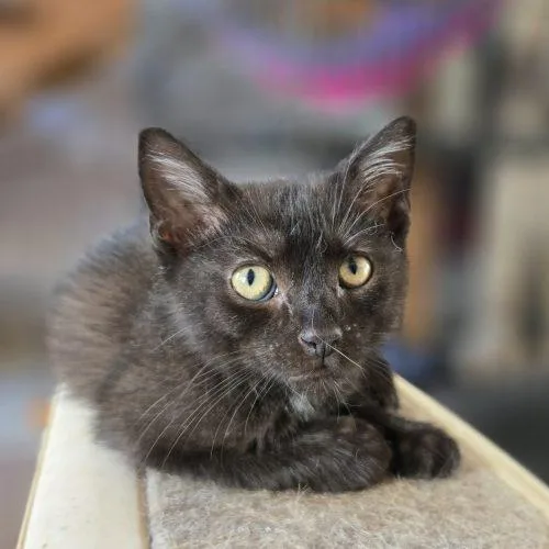 A baby small-sized male Bombay cat named Cuz for adoption in Knoxville, TN