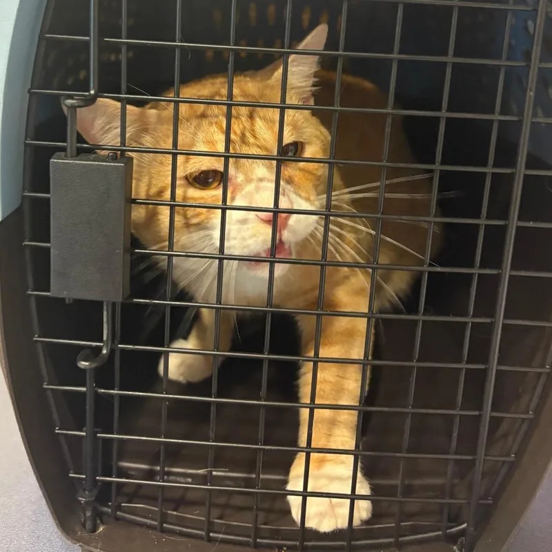 An adult large-sized male Orange / Red Domestic Short Hair cat named SunDance for adoption in Charlottesville, VA