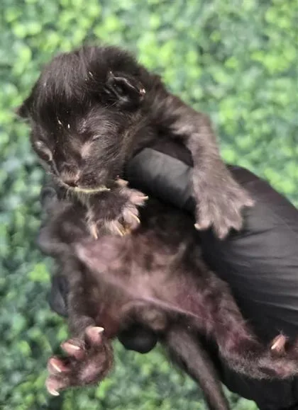 A baby small-sized female Black Domestic Short Hair cat named 61394477 for adoption in El Paso, TX