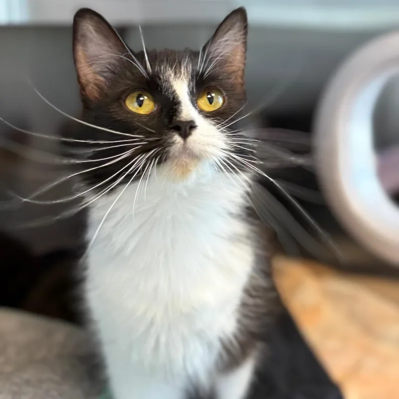 An adult medium-sized female Black Domestic Long Hair cat named Ellen for adoption in Madisonville, TN