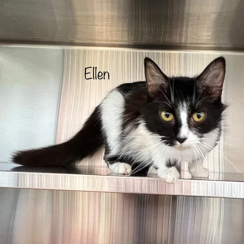Ellen thumbnail 2
