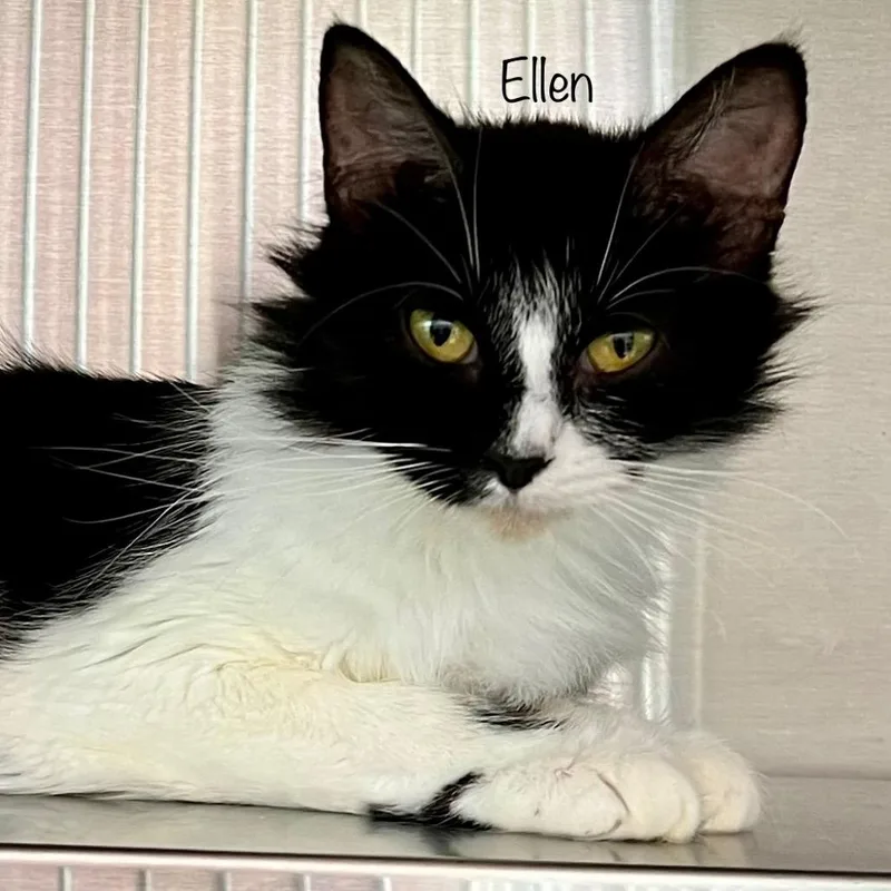Ellen thumbnail 3