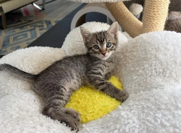 A baby small-sized male Domestic Short Hair cat named Ray Ray for adoption in Tustin, CA