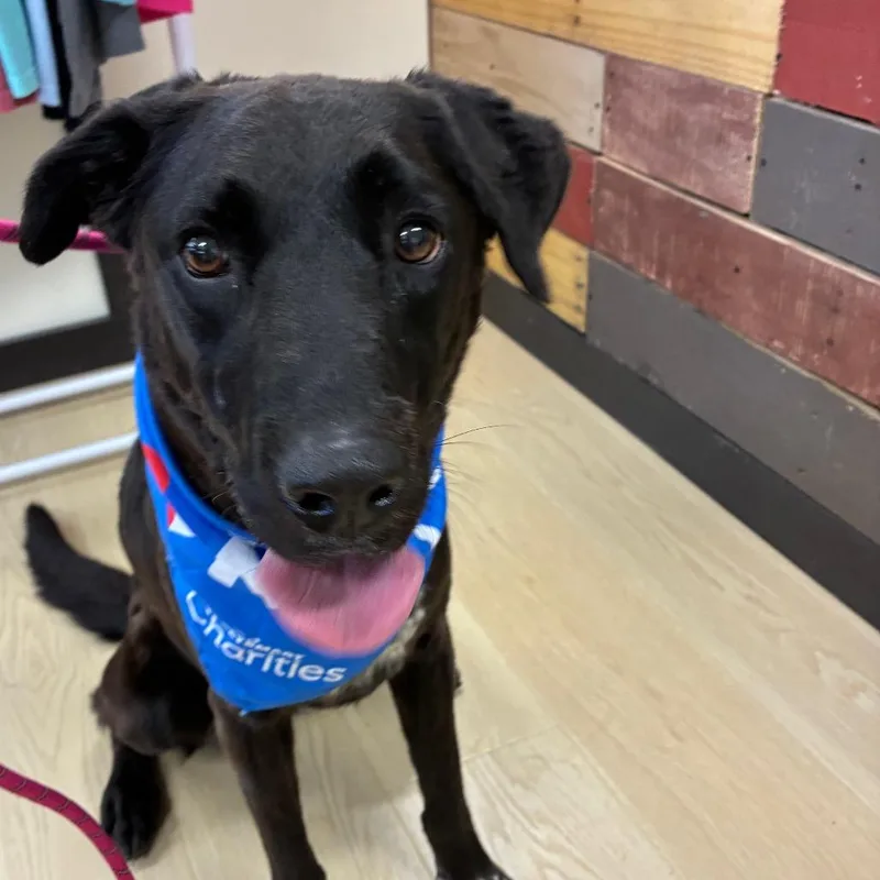 An adult large-sized female Black Labrador Retriever dog named Oatmeal for adoption in Hattiesburg, MS