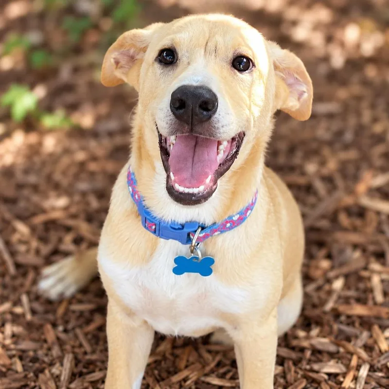 A baby medium-sized female Labrador Retriever dog named Goldie for adoption in Boerne, TX