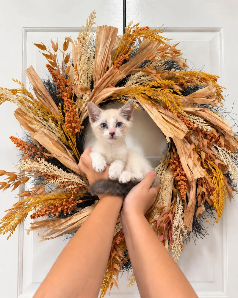 A baby medium-sized male Siamese cat named Kiki for adoption in Goodyear, AZ