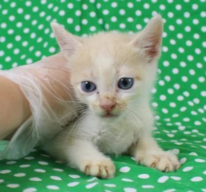 A baby small-sized male Domestic Short Hair cat named Leo for adoption in Morton Grove, IL