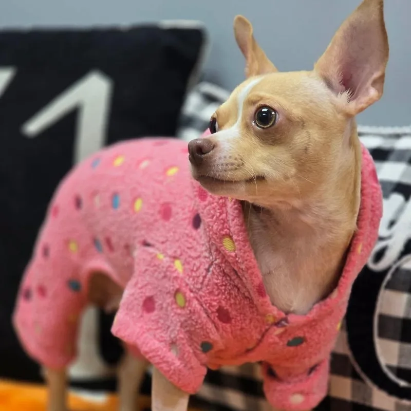 An adult small-sized female Apricot / Beige Chihuahua dog named Tinsley for adoption in Effingham, IL