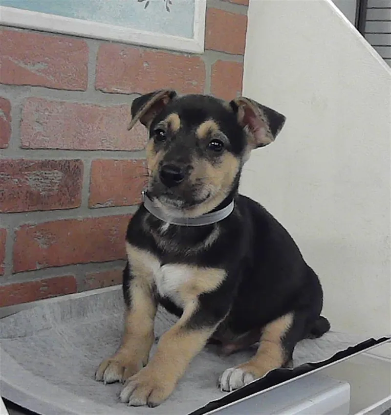 A baby small-sized male German Shepherd Dog dog named A for adoption in Houston, TX
