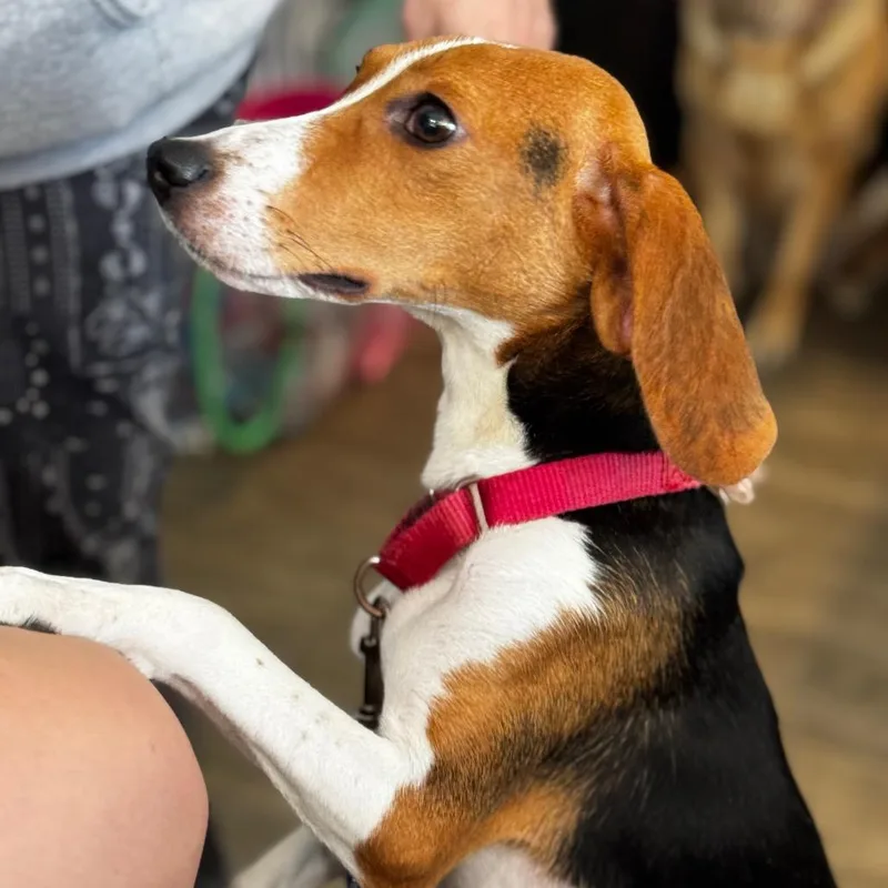 An adult small-sized female Black Beagle dog named I'm Just a Bagel for adoption in Fredericksburg, VA