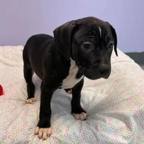 A baby medium-sized female Black Staffordshire Bull Terrier dog named Violet for adoption in Bardstown, KY