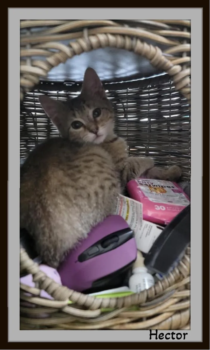 Hector  Hair Stylist thumbnail 3