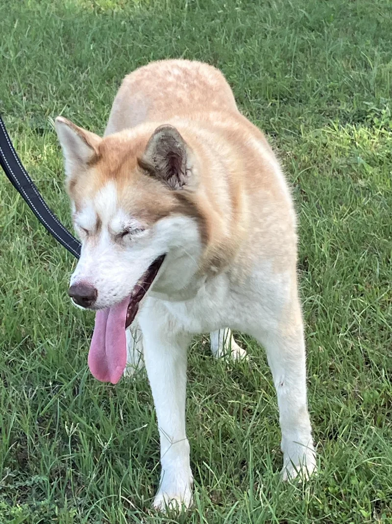A young medium-sized female Apricot / Beige Siberian Husky dog named CIDER  Soulful Singer for adoption in Stephenville, TX