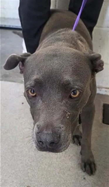 An adult medium-sized female Pit Bull Terrier dog named Prim for adoption in San Bernardino, CA
