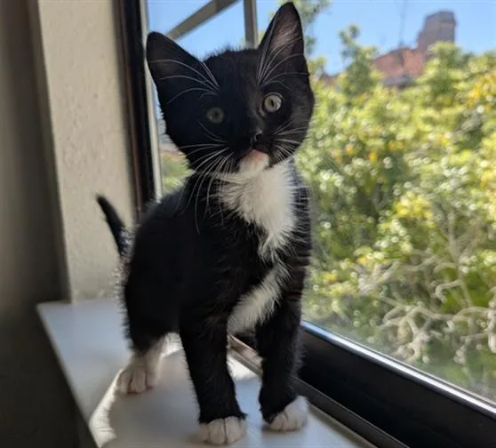 A baby small-sized male Domestic Short Hair cat named Special Week for adoption in Santa Clara, CA