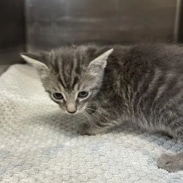 A baby small-sized female Domestic Short Hair cat named Katniss for adoption in Indianapolis, IN