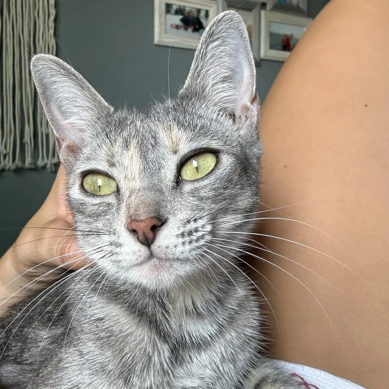 A young small-sized female Gray / Blue / Silver Domestic Short Hair cat named Lizzy for adoption in Long Beach, CA