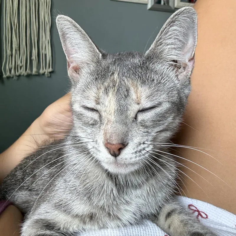 Lizzy thumbnail 3
