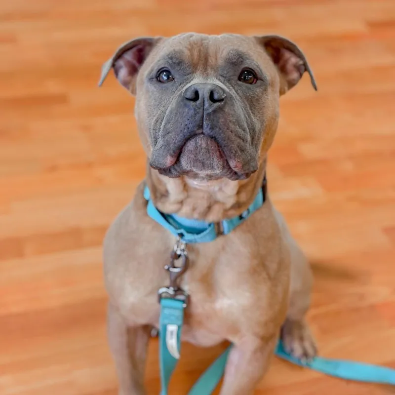 A young medium-sized male English Bulldog dog named Benji for adoption in Springboro, OH