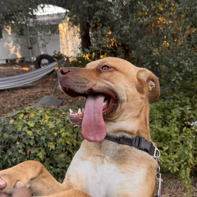 Tobias Aka Toby thumbnail 2