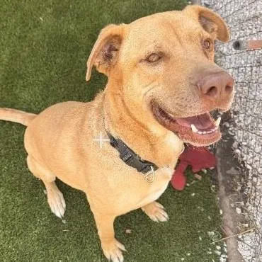 Tobias Aka Toby thumbnail 3