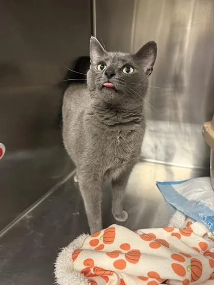 An adult medium-sized female Gray / Blue / Silver Domestic Short Hair cat named Paloma for adoption in Lafayette, IN