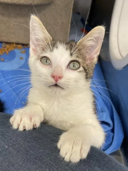 A baby small-sized female Domestic Short Hair cat named Lady for adoption in Voorhees, NJ
