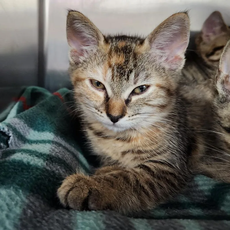A baby small-sized female Brown / Chocolate Domestic Short Hair cat named Princess for adoption in Grand Rapids, MI