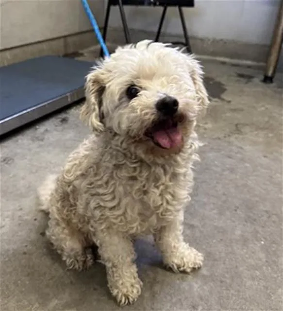 An adult small-sized female Maltese dog named A for adoption in Camarillo, CA