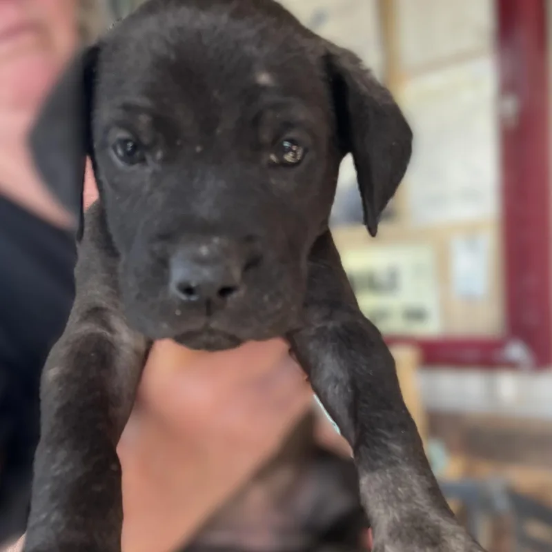 A baby medium-sized female Black Great Dane dog named Lucy for adoption in Shingletown, CA
