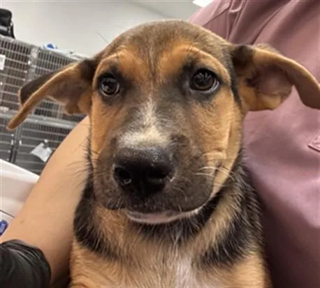 A baby small-sized male Labrador Retriever dog named Mikey for adoption in Riverside, CA